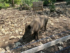 Wildschwein im Tiergehege